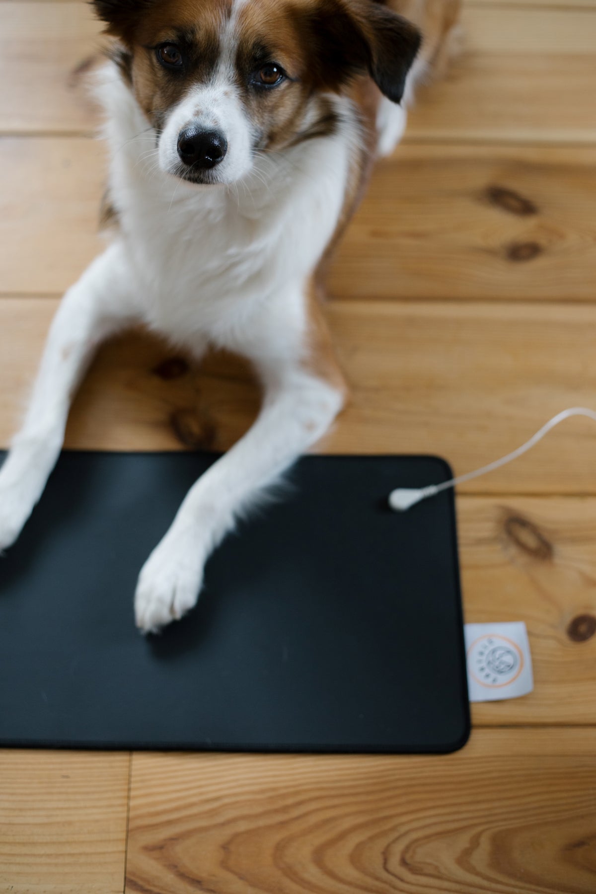 Chien posant ses pattes sur le tapis de mise à la terre Earthle sur un parquet